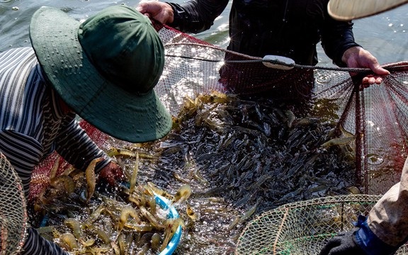 Nghệ An áp dụng mô hình nuôi tôm thẻ bằng công nghệ Biofloc đạt năng suất vượt trội