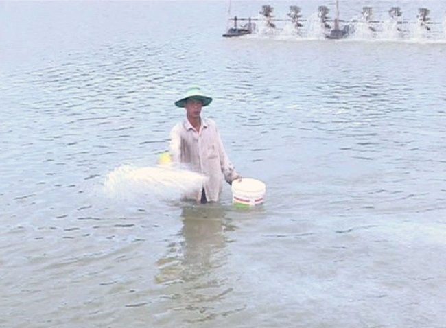 Bến Tre Bình Đại bước vào vụ thả tôm biển năm 2020