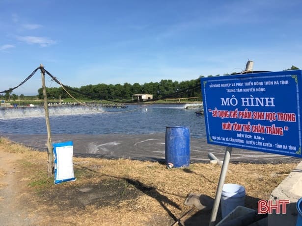 Nuôi tôm sinh học, 2 nông dân Hà Tĩnh lãi 200 triệu đồngvụ