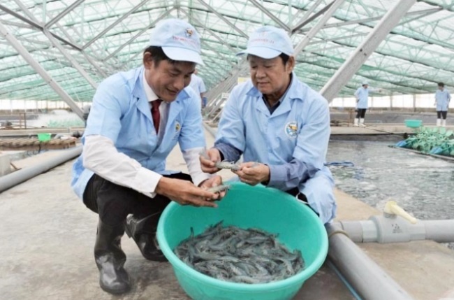 Bứt phá cho nuôi biển từ khâu giống