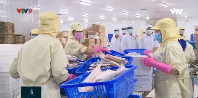 Giải pháp nào cho ngành hàng cá tra thời Covid