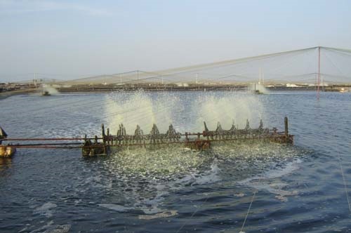 Giải pháp chống lạm dụng kháng sinh trong nuôi trồng thủy sản