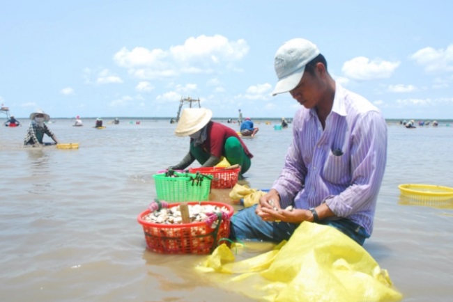 Phát triển bền vững và toàn diện chuỗi giá trị nghêu tại Việt Nam