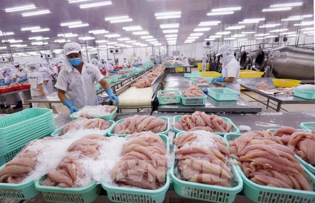 Cá tra Việt tìm đường bơi ở thị trường trong nước