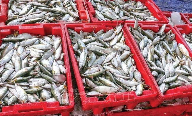 Chống khai thác thủy sản bất hợp pháp (IUU) Khó khăn trong việc truy xuất nguồn gốc thủy sản