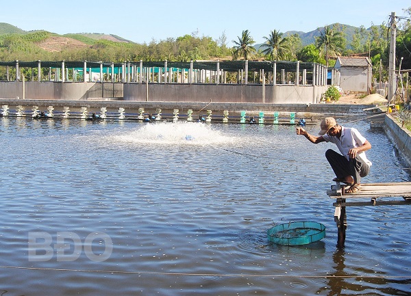 Bình Định Nông nghiệp công nghệ cao-làm ao nổi trên cạn để nuôi tôm, thu 4-5 tỷvụ