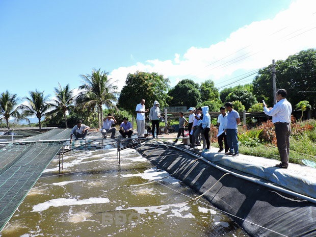 Bình Định Nuôi tôm thẻ chân trắng ứng dụng công nghệ semi-floc Lợi nhuận cao, giữ môi trường bền vững
