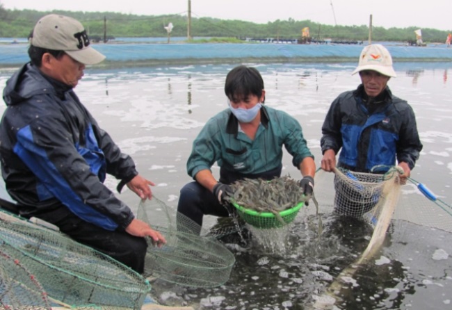 Tăng cường kiểm tra, kiểm soát giống tôm nước lợ