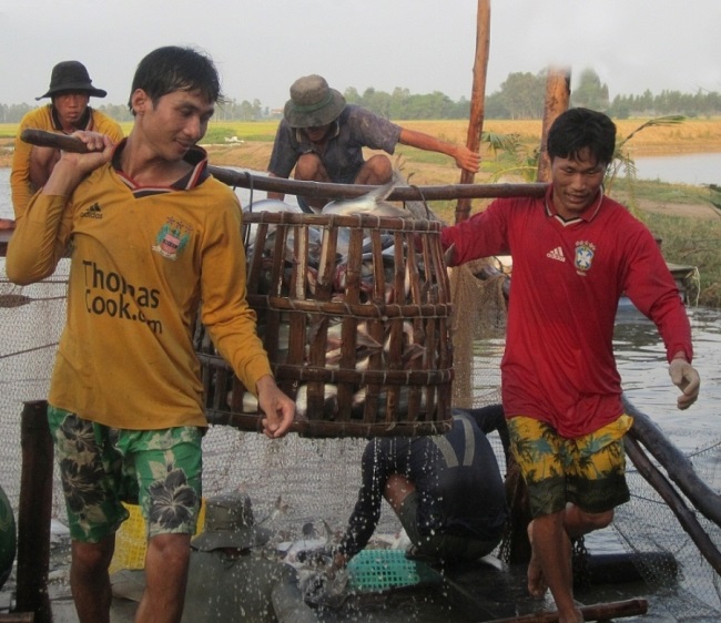 Xuất khẩu cá tra tiếp tục lao đao vì dịch