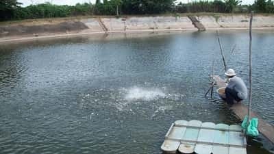 Bình Định 145 cơ sở nuôi tôm được cấp giấy xác nhận