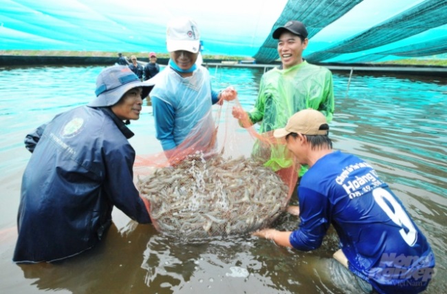 Bạc Liêu Nuôi tôm siêu thâm canh giảm rủi ro
