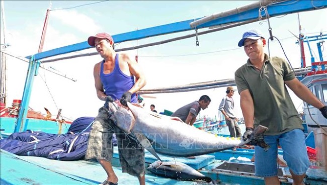 Đa dạng hóa sản phẩm cá ngừ, đẩy mạnh tiêu thụ trong nước