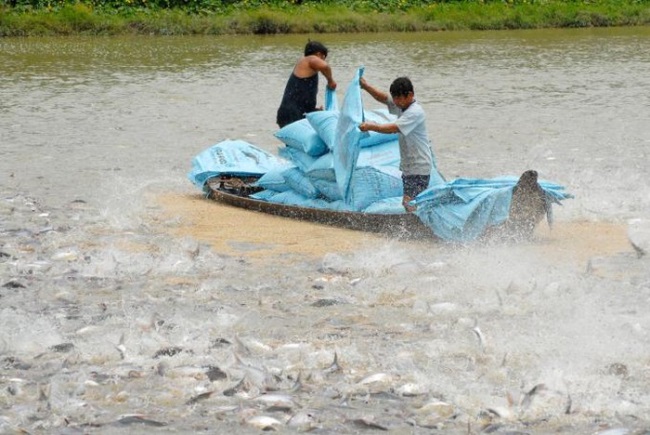 Tiếp tục hỗ trợ chuỗi giống cá tra 3 cấp