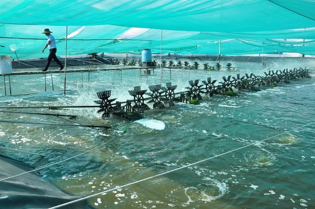 Bạc Liêu Việt Nam lần đầu tiên có trung tâm công nghiệp tôm