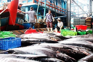 Khánh Hòa Sản lượng thủy sản khai thác đạt hơn 57.840 tấn