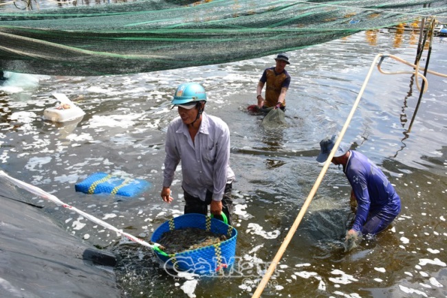 Hoạt động xuất khẩu không bị ứ động do ảnh hưởng dịch bệnh Covid-19
