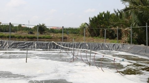 Áp dụng thành công ao bạt đáy và xi phông đáy trong nuôi tôm