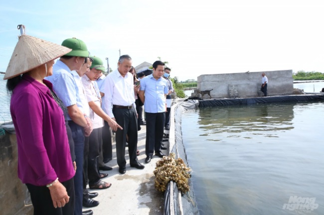 Vùng ven biển Kim Sơn sẽ là trung tâm sản xuất hàu giống