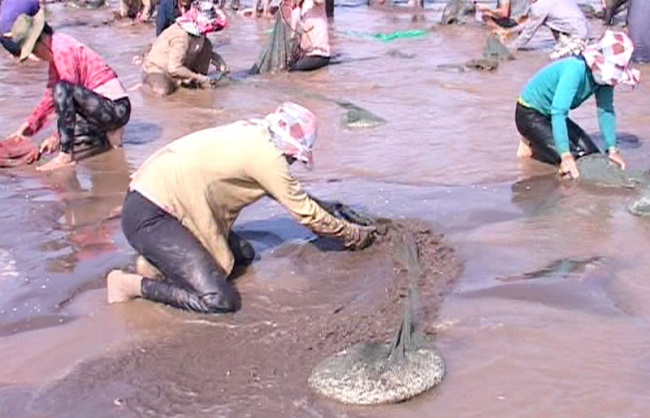 Bến Tre Hợp tác xã thủy sản Rạng Đông khai thác 342 tấn nghêu