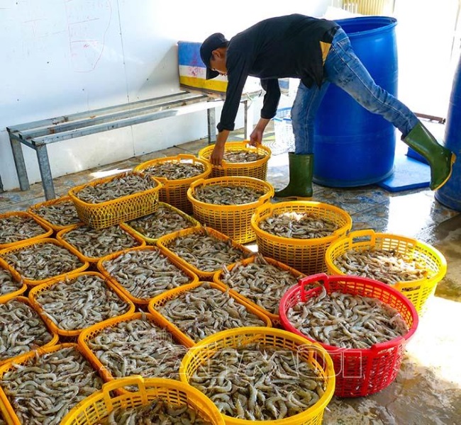 Tôm thẻ chân trắng “cứu” vụ tôm sú thất trong mùa hạn mặn