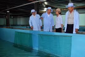 Xây dựng công nghệ nuôi tôm hùm trong bể trên bờ theo công nghệ RAS