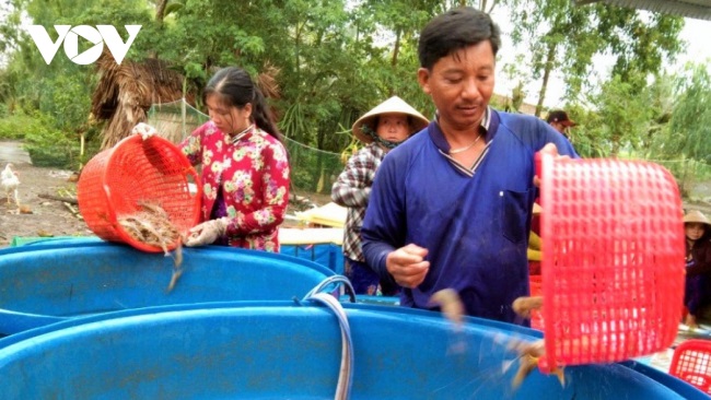 Giá tăng trở lại, nghề nuôi tôm ở ĐBSCL bắt đầu khởi sắc