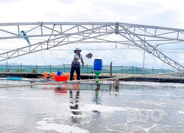 Sử dụng chế phẩm sinh học trong nuôi tôm Ổn môi trường, ngừa dịch bệnh