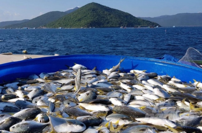 RIA1 Nơi đưa nuôi biển Việt Nam lên tầm cao mới