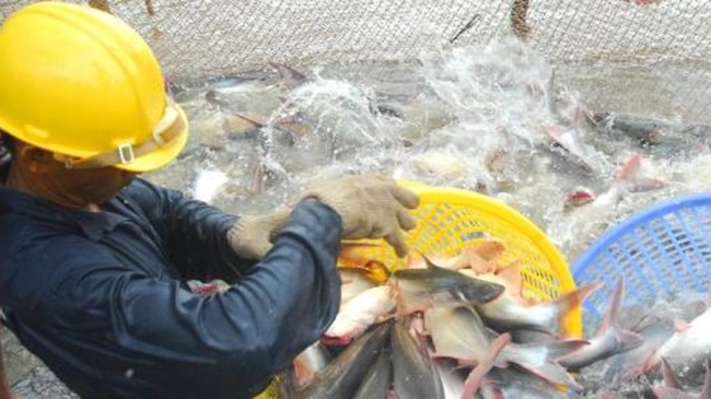 Góp ý hoàn thiện chiến lược phát triển thủy sản 10 năm tới