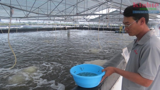Doanh nghiệp nuôi tôm công nghệ cao, thu hàng chục tỷ đồngha