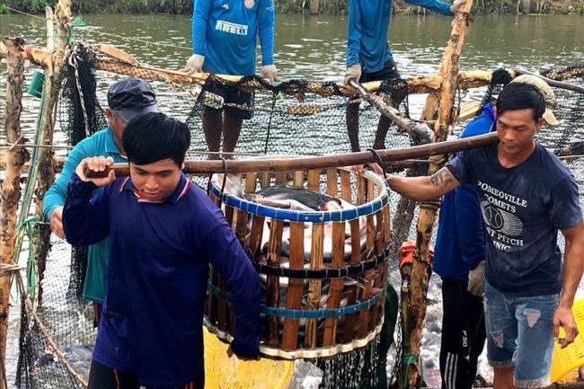 Cá tra tìm hướng đột phá trên “đường bơi” nội địa