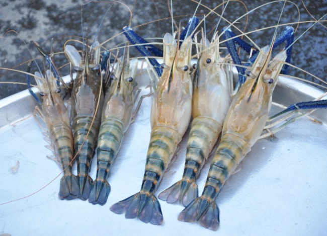 Phổ biến tiến bộ kỹ thuật mới trong lĩnh vực thủy sản