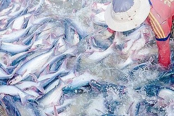 Tổng sản lượng thủy sản 11 tháng năm 2020 đạt 7,7 triệu tấn, tăng 1,6%