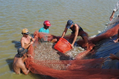Tôm nước lợ ngược dòng ngoạn mục, tạo bất ngờ lớn