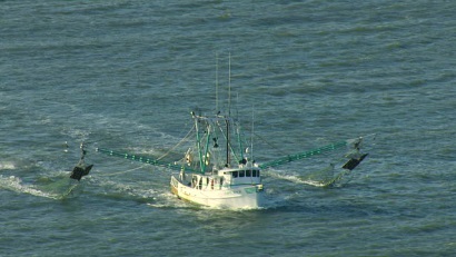 Quy định mới bảo vệ rùa biển có thể làm ảnh hưởng tới ngành tôm Mississippi