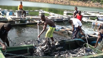 Ghana Cấm nhập khẩu cá rô phi để thúc đẩy sản xuất trong nước