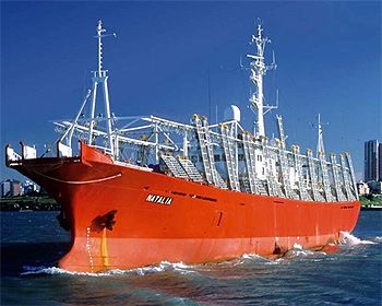 Giá mực ống Argentina tăng