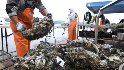 Ra mắt phần mềm truy xuất nguồn gốc cho các nhà chế biến thủy sản có vỏ