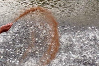 Giá cá tra giống tại Đồng bằng sông Cửu Long hạ nhiệt