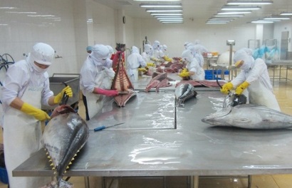 Xuất khẩu cá ngừ tươi, sống đông lạnh sang Hà Lan tăng gần 131% 