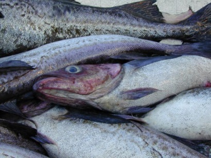 Cá Alaska được loại bỏ trong danh sách Mỹ áp thuế Trung Quốc 