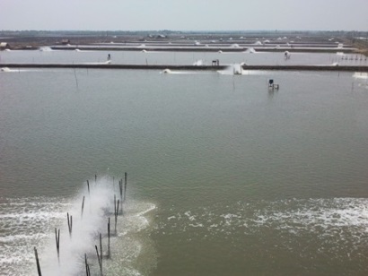 Nguồn cung tôm thế giới có thể tăng năm nay 