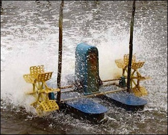 Sản lượng tôm nuôi toàn cầu có thể đạt 8 - 9 triệu tấn vào năm 2025