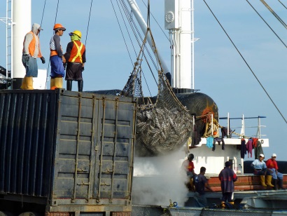 Ecuador xây dựng luật khai thác và nuôi trồng mới khi giá cá ngừ tăng