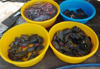 Cà Mau Thành lập Hợp tác xã Cua biển Năm Căn