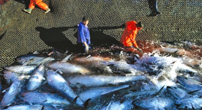 Giá cá ngừ tại Tây Ban Nha bị ảnh hưởng bởi nguồn cung