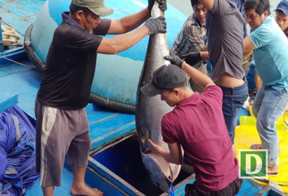 Khánh Hòa Ngư dân trúng đậm cá ngừ đại dương “khủng”