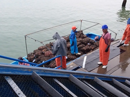 Mỹ Sò điệp cỡ lớn cạnh tranh giá với sò điệp cỡ nhỏ 