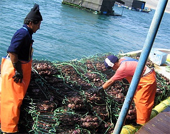 Các nhà chế biến sò điệp EU gặp khó khi sản lượng tại Peru giảm