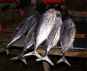 IPNLF thúc đẩy tăng cường quản lý nguồn lợi cá ngừ tại Ấn Độ Dương